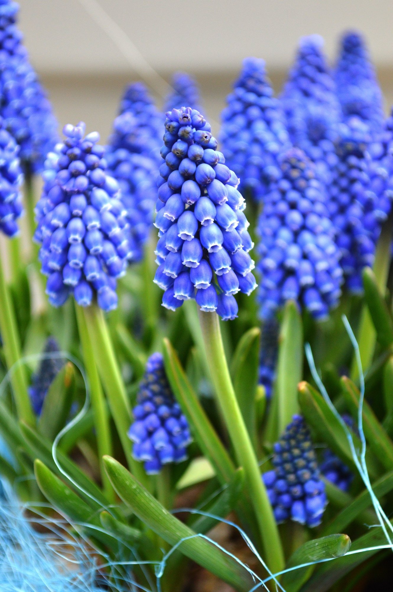 Muscari armeniacum